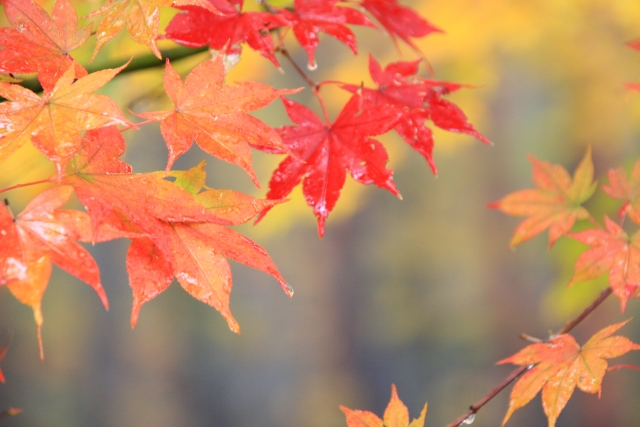 濡れた紅葉