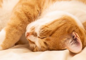 布団除菌って効果あるの？花粉も梅雨も布団が干せない強い味方！のアイキャッチ