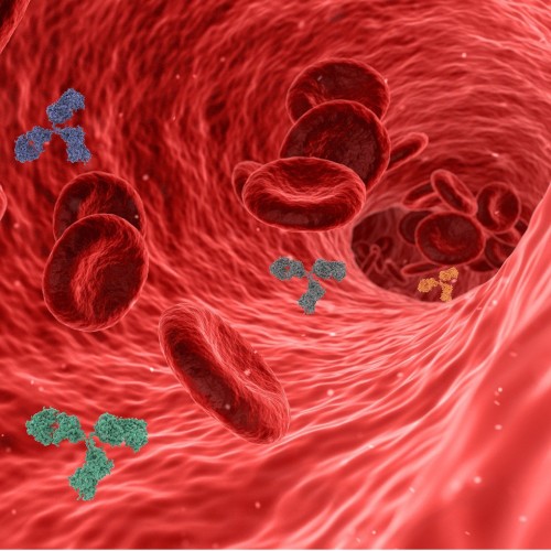 赤血球のイメージ