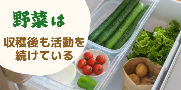 野菜は収穫後も活動を続けている
