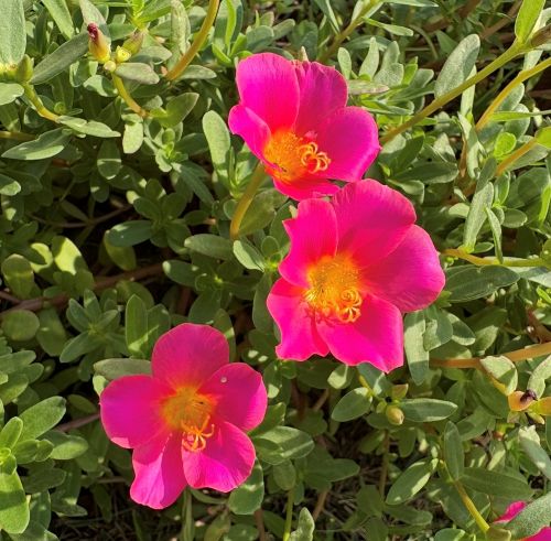 iPhoneの消しゴムマジック「クリーンアップ」のやり方！使えない場合や対応機種も徹底解説