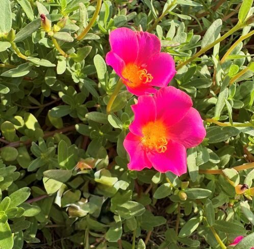 iPhoneの消しゴムマジック「クリーンアップ」のやり方！使えない場合や対応機種も徹底解説