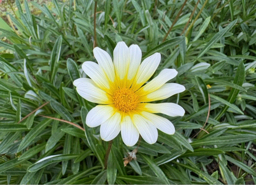 iPhoneステッカー機能の使い方を徹底解説!LINEで送る方法は?インスタの貼り方は?