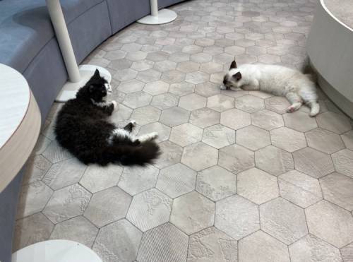 iPhoneステッカー機能の使い方を徹底解説!LINEで送る方法は?インスタの貼り方は?